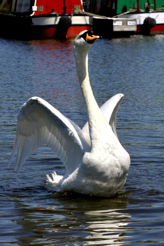 Swan at Aston marina